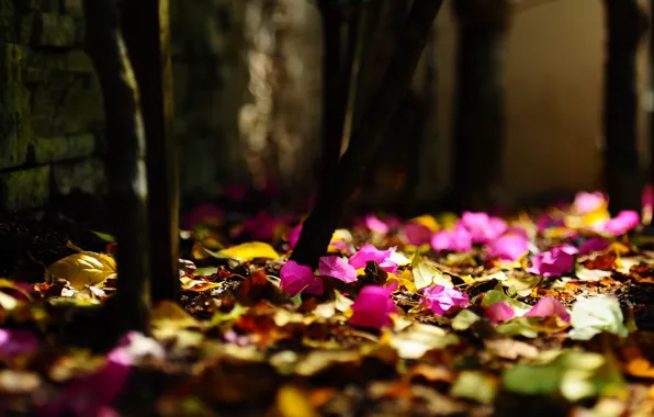 Fallen leaves, pink flowers, blur bokeh
