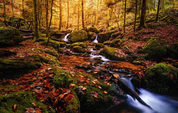 Autumn, forest, leaves, water, trees, landscape, branches, nature