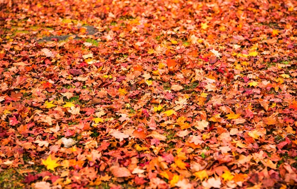 Picture autumn, leaves, background, yellow, colorful, maple, yellow, background