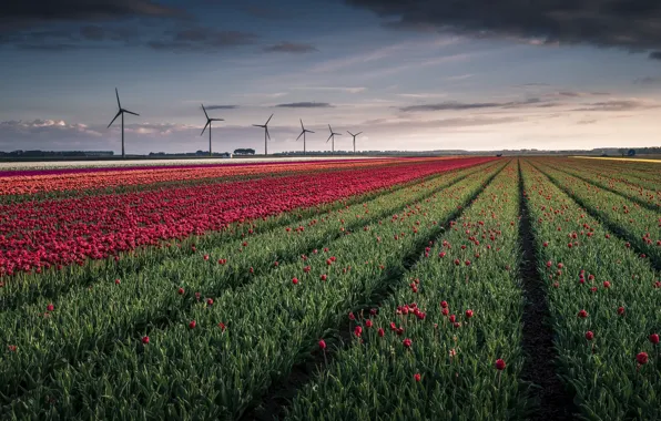 Picture field, flowers, windmills