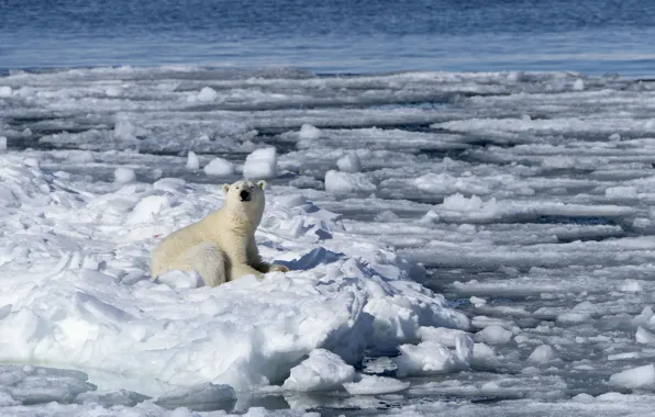 Winter, snow, ice, polar bear, oskoui, Umka, Nanuk