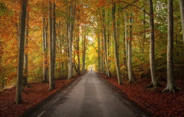 Road, autumn, forest, trees, Sweden