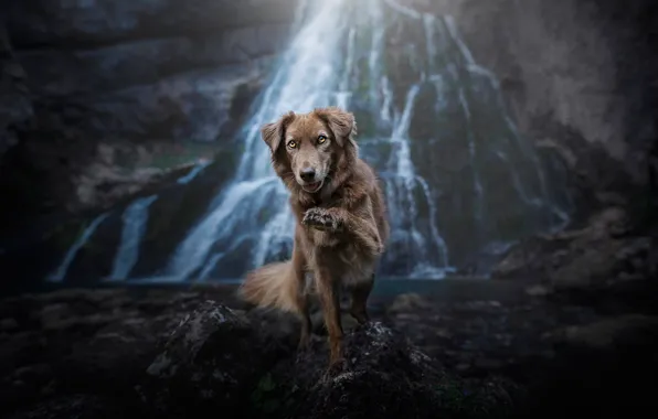 Picture look, nature, pose, stones, rocks, paw, waterfall, dog
