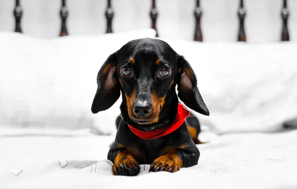 Look, house, dog