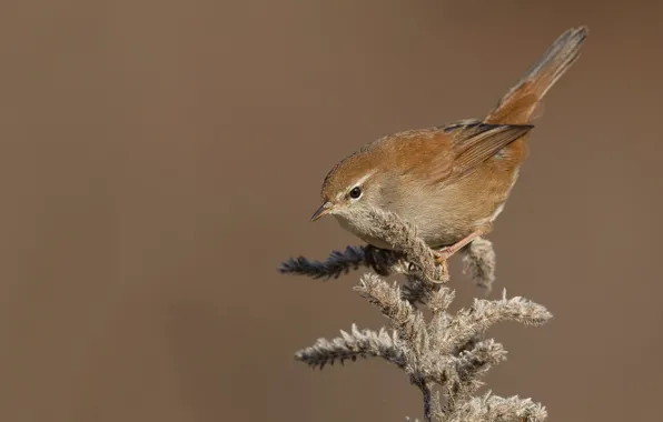 Picture bird, branch, Nightingale Warbler, cetti's Warbler