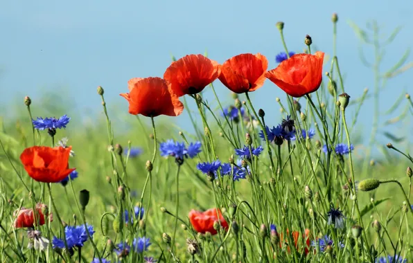Summer, flowers, Maki, meadow, red, blue, bokeh, cornflowers