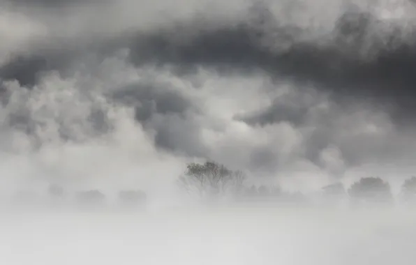 Trees, nature, fog