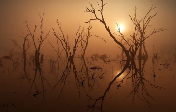 Picture the sun, trees, nature, fog, lake, photo, the evening