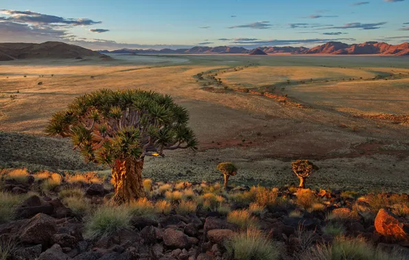 Nature, landscape, Africa, Quiver Tree Forest, Keetmanshoop. Namibia