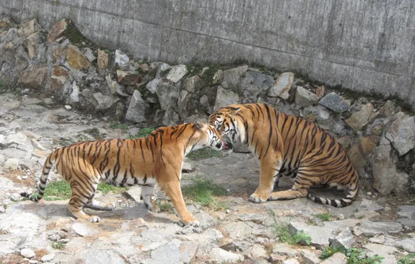 Wild cats, fight, tigers, Animals