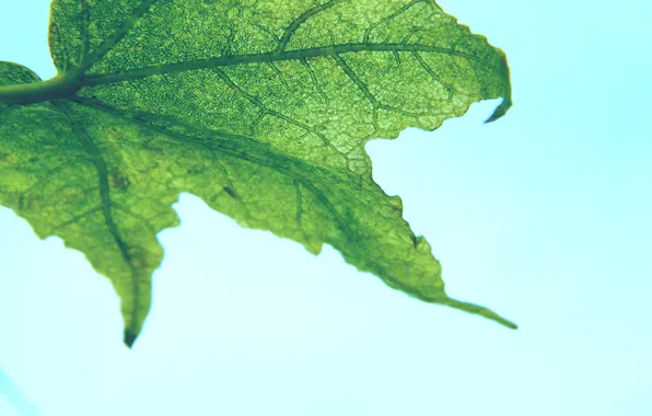 Leaves, macro, background, Wallpaper, picture