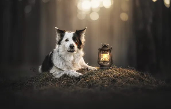 Dog, flashlight, Border Collie