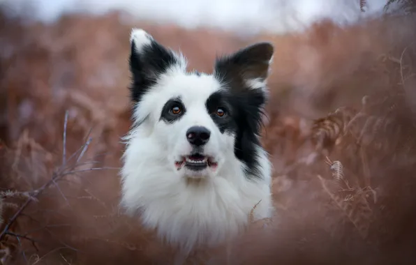Look, face, dog, fern, bokeh, The border collie