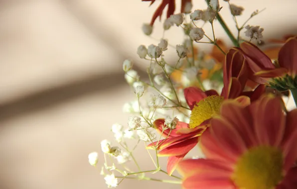 Flowers, sun, shadows