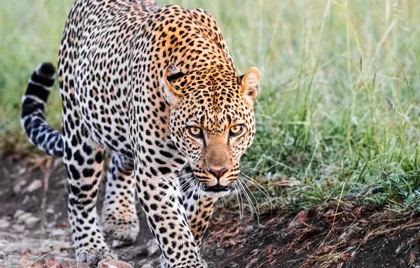Picture look, leopard, gait