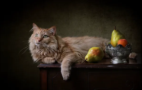 Picture cat, background, red, pear, cat