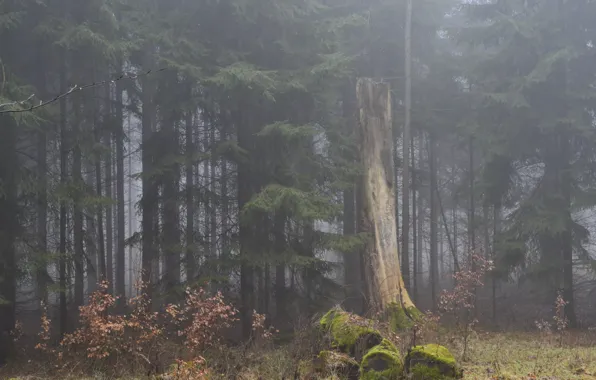 Forest, trees, nature, fog, Germany, Germany, Rhineland-Palatinate, Ralf Gotthardt