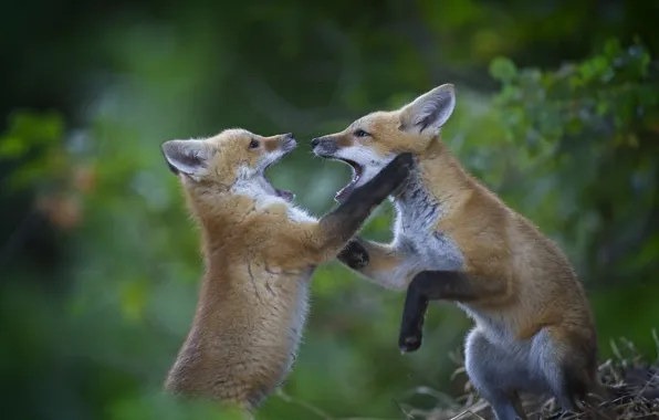 Pose, the game, Fox, cubs, two Fox