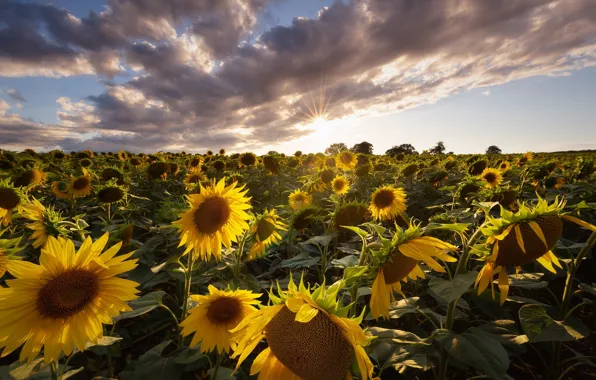 Field, summer, the sky, the sun, clouds, sunflowers, flowers, yellow