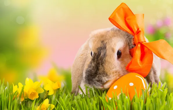 Picture grass, flowers, nature, holiday, egg, spring, rabbit, Easter