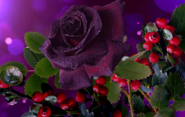 Picture berries, rose, beautiful, Burgundy