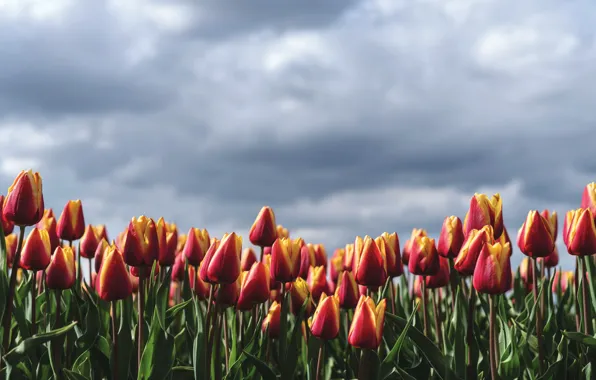 Field, the sky, clouds, flowers, spring, tulips, red, a lot