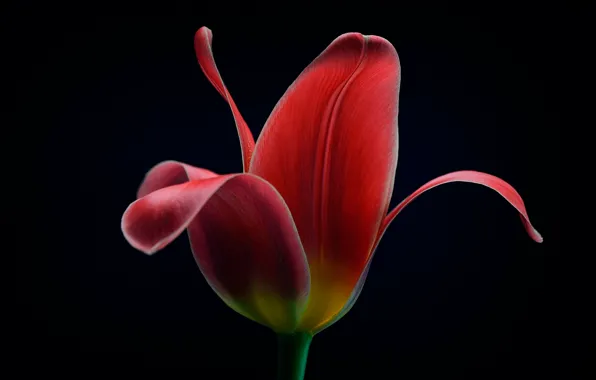 Picture macro, background, Tulip