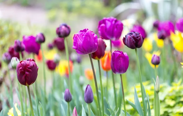 Flowers, spring, tulips, buds, flowerbed, different, lilac, bokeh