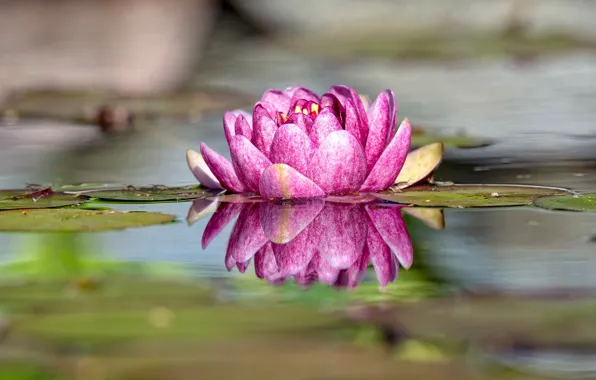 Flower, reflection, Nymphaeum, water Lily