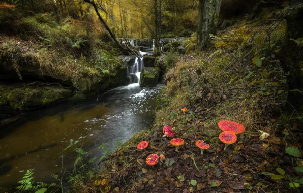 Autumn, forest, trees, branches, stream, stones, thickets, shore