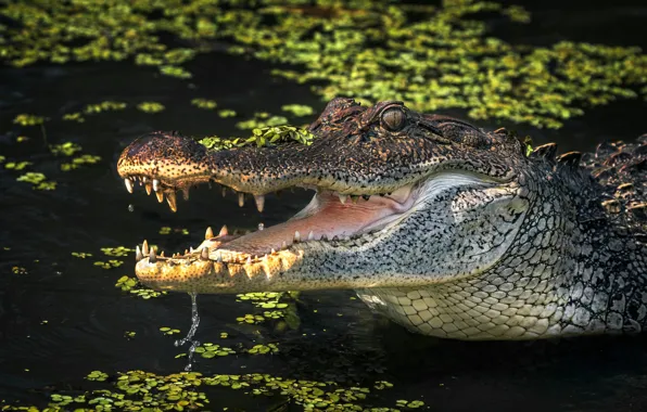 Look, crocodile, mouth