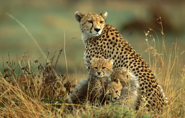 Picture nature, kittens, Cheetah, Savannah, Africa