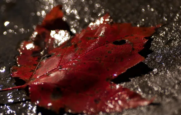 Leaves, water, macro