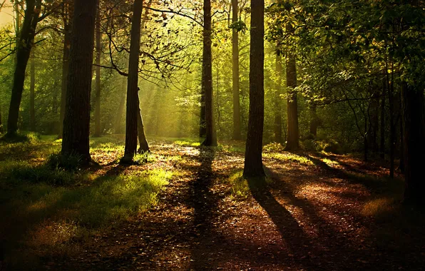 Picture forest, rays, nature, foliage