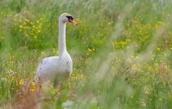 Picture summer, bird, Swan