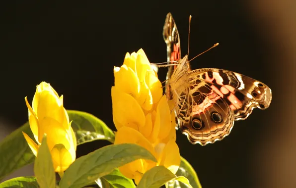 Leaves, flowers, background, butterfly, yellow
