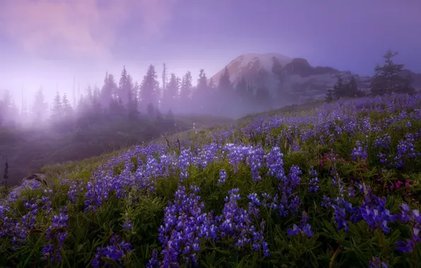 Picture trees, landscape, flowers, nature, fog, mountain, morning, the volcano