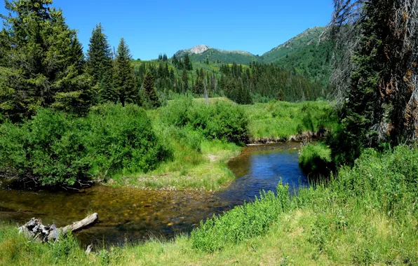 Trees, mountains, river