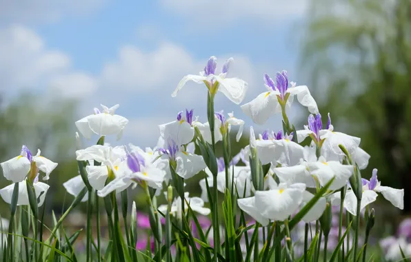 Petals, white, irises