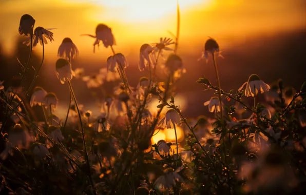 Grass, the sun, macro, rays, sunset, chamomile, silhouette, Blik