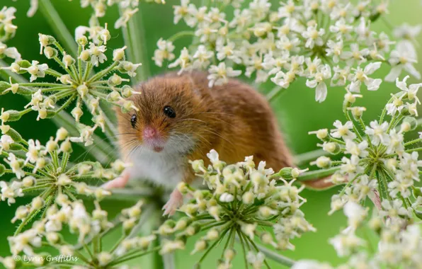 Picture macro, plant, mouse, rodent, the mouse is tiny