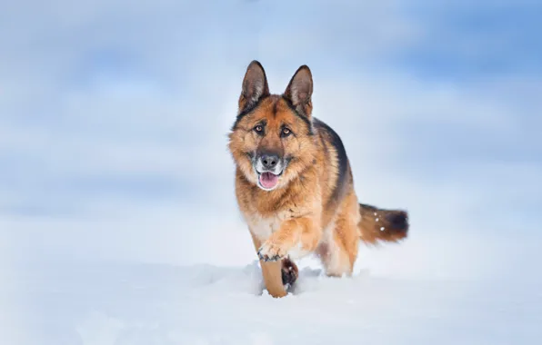 Picture snow, background, dog, German shepherd