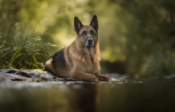 Water, dog, breed, handsome, shepherd