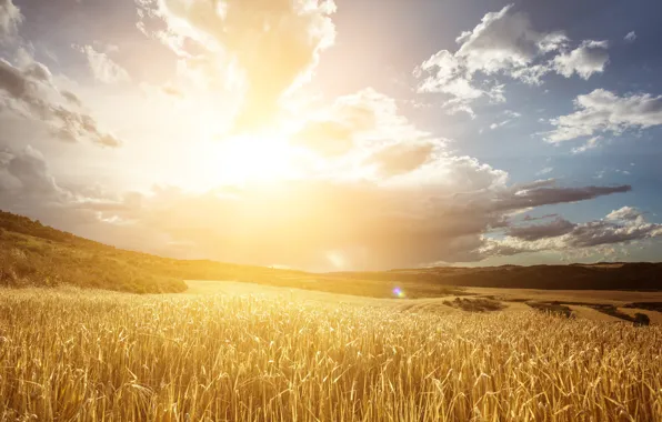 Field, the sky, the sun, clouds, light, hills, rye, space