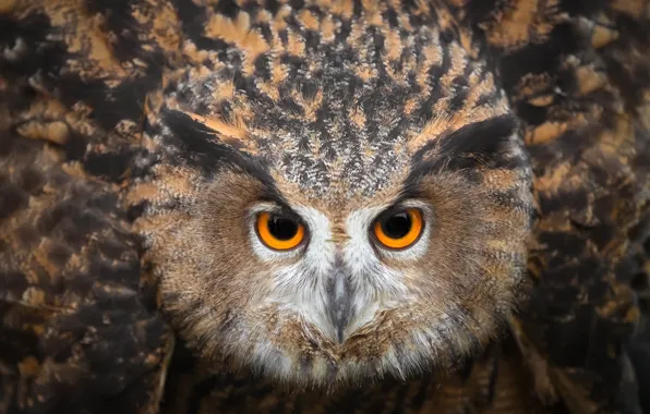 Picture eyes, owl, bird, looks