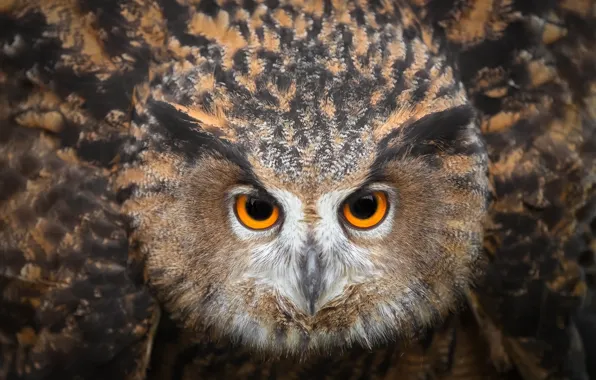 Eyes, owl, bird, looks