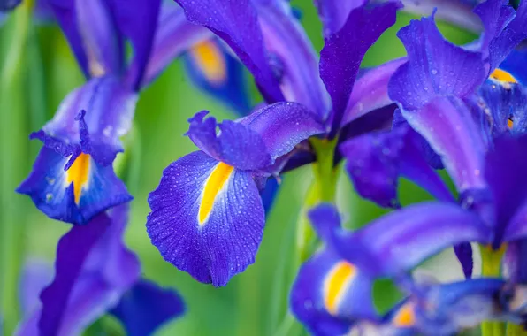Macro, flowers, petals, irises