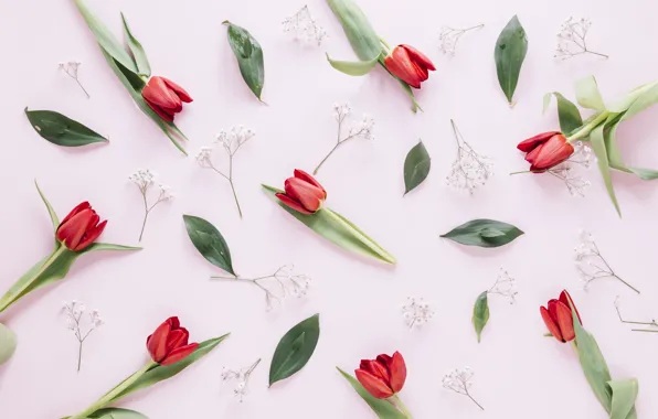 Flowers, red, tulips, red, flowers, tulips