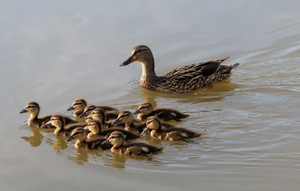 Lake, ducklings, duck
