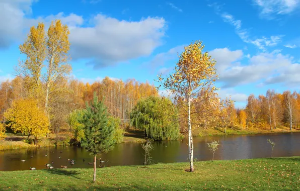 Autumn, landscape, nature, Park, beauty, October, Golden autumn